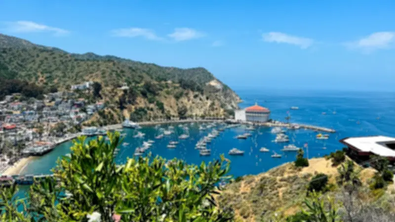 ক্যালিফোর্নিয়ার জলদস্যু দ্বীপে: ডলফিন, গুপ্তধন ও অ্যাডভেঞ্চারের সন্ধানে