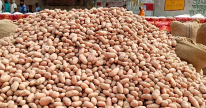 রাজশাহী-নওগাঁয় আলুর বাজারে ধস, চাষিদের মুখে হতাশার ছায়া