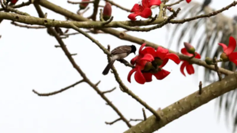 বাংলাদেশে অনলাইন শিক্ষার চ্যালেঞ্জ ও সম্ভাবনা: প্রযুক্তির ভূমিকা