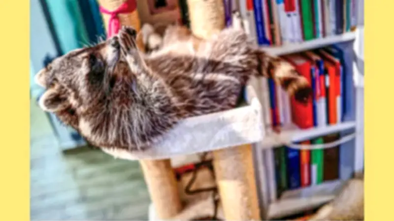 যুক্তরাষ্ট্রে রাকুনের দৌরাত্ম্য: অ্যাপার্টমেন্টে ঢুকে ময়লা ছড়ানো, অসুস্থ শিশুর মা আতঙ্কিত