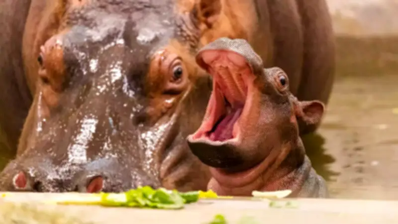 স্তন্যপায়ী প্রাণীরা কেন এত রঙিন নয়? বৈজ্ঞানিক কারণগুলো জানুন