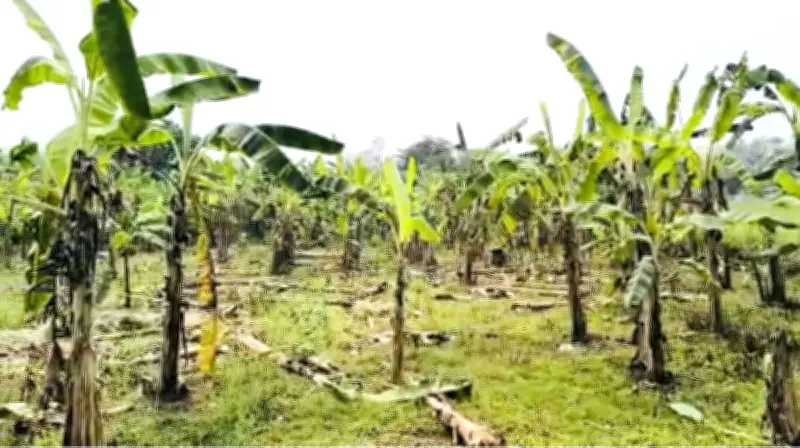 নাটোরে নির্বাচনী প্রতিহিংসা: স্বতন্ত্র প্রার্থীর কর্মীর কলাবাগানে ১৫২টি গাছ কাটার অভিযোগ