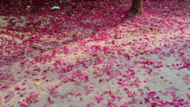 বসন্তের আগমন: প্রকৃতি ও মানুষের মনে নতুন বার্তা নিয়ে আসে রং-গন্ধের ঋতু