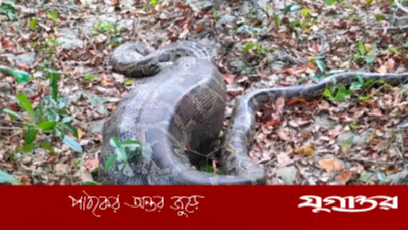 সুন্দরবনে অজগরের পেটে গেল আস্ত ছাগল, বনরক্ষীরা উদ্ধার করে ছেড়ে দিল