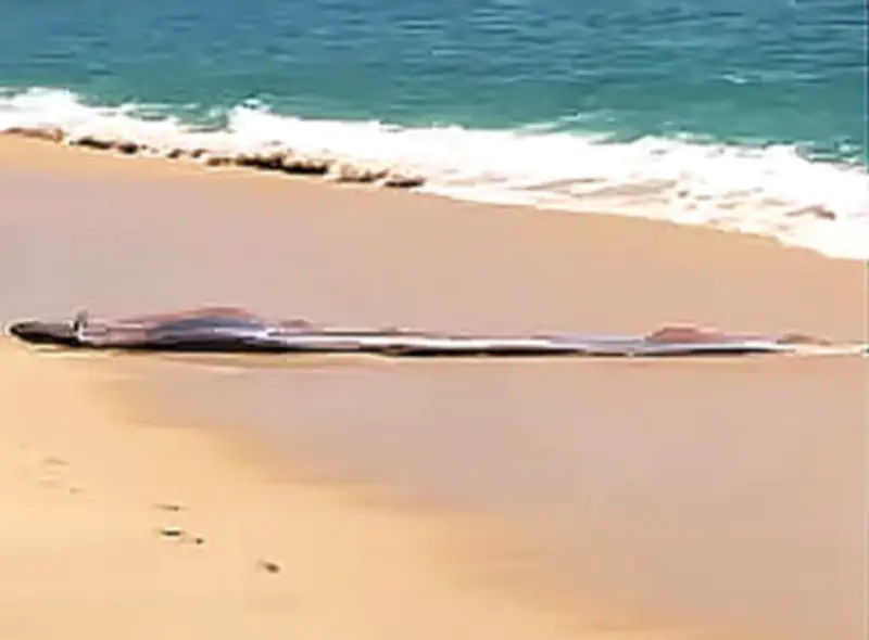 মেক্সিকোর সৈকতে বিরল ‘ডুমসডে ফিশ’ আবিষ্কার, দুর্যোগের পূর্বাভাস নিয়ে আলোচনা