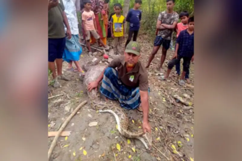 বাগেরহাটে অজগরের পেটে গৃহপালিত ছাগল, উদ্ধার করে বন বিভাগ