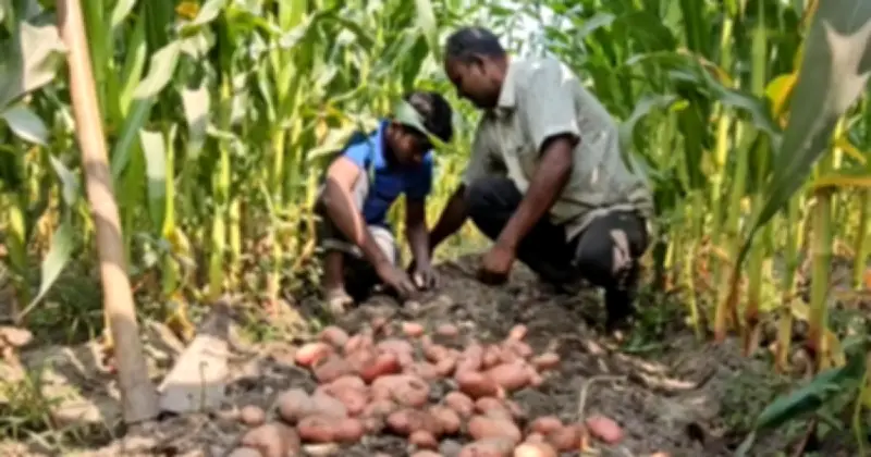 পঞ্চগড়ে মিশ্র চাষে কৃষকের আয় বাড়ছে, ভুট্টা ক্ষেতে আলু চাষে সাফল্য