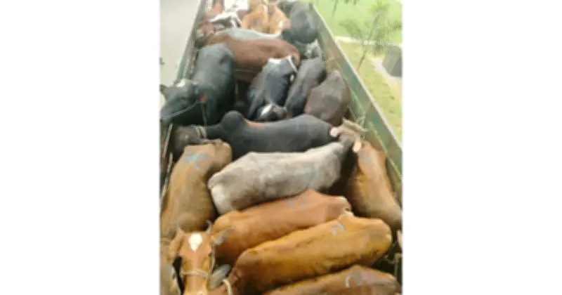 ময়মনসিংহের ভালুকা হাইওয়েতে গরুসহ ট্রাক ছিনতাই, পুলিশের দ্রুত অভিযানে উদ্ধার