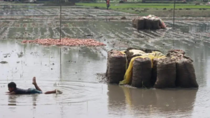 রংপুরে অতিবৃষ্টিতে আলু খেত প্লাবিত, কৃষকের সংগ্রাম