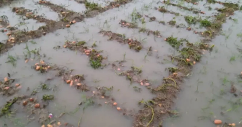 বগুড়া ও রংপুরে ভারী বৃষ্টিতে আলুখেত তলিয়ে, সৈয়দপুরে ৫০ লাখ ইট নষ্ট