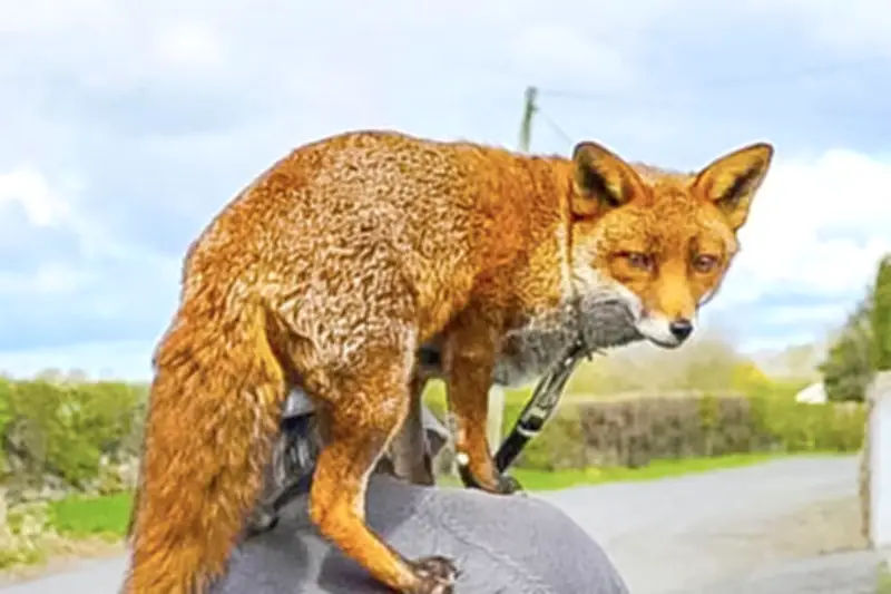 ইংল্যান্ড থেকে নিউইয়র্কে জাহাজে লাল শিয়ালের বিচিত্র যাত্রা