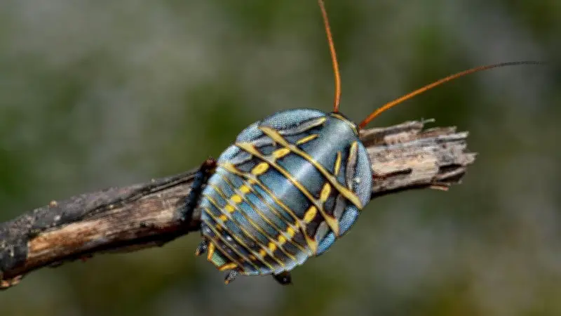 অদ্ভুত সুন্দর তেলাপোকা: প্রকৃতির রঙিন বিস্ময় যারা ডাইনোসরের চেয়েও প্রাচীন