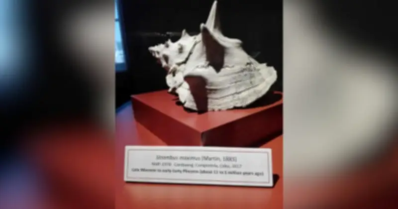 ম্যানিলার জাতীয় প্রাকৃতিক ইতিহাস জাদুঘর: কোটি বছর আগের জীবনের সাক্ষী