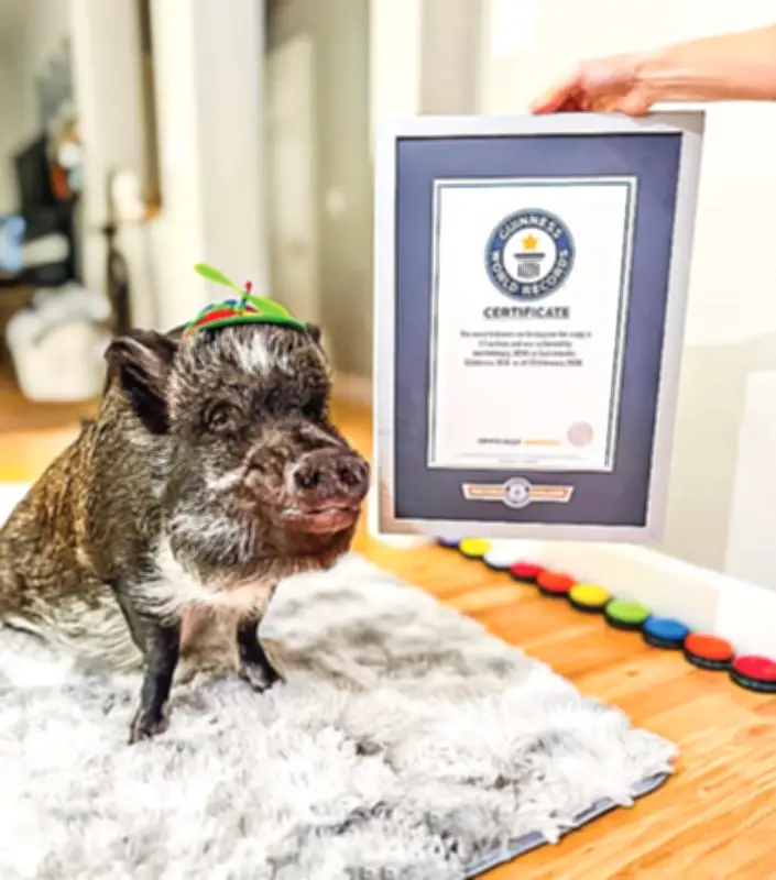 গিনেস রেকর্ড ভাঙা শূকর মেরলিন: ইনস্টাগ্রাম তারকা যেভাবে জয় করলো লাখো হৃদয়