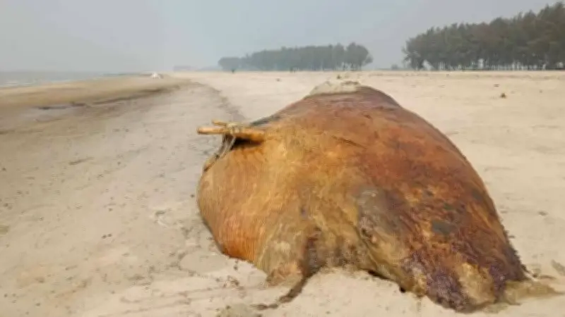 সোনামসজিদ বন্দরে ১০ দিন আমদানি-রপ্তানি বন্ধ, কুতুবদিয়ায় মৃত তিমি, ইরানে ক্ষেপণাস্ত্র হামলায় ৬ নিহত