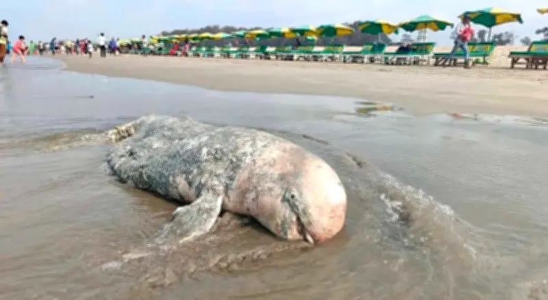 কক্সবাজার সৈকতে ভেসে এলো মৃত ডলফিন, পরিবেশে দুর্গন্ধের আশঙ্কা