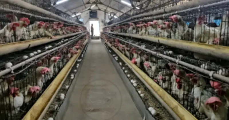 রমজান-ঈদে ডিম-মুরগির বাজার অস্থির, বিপিএ'র ৬ দফা দাবি ও করপোরেট সিন্ডিকেটের অভিযোগ