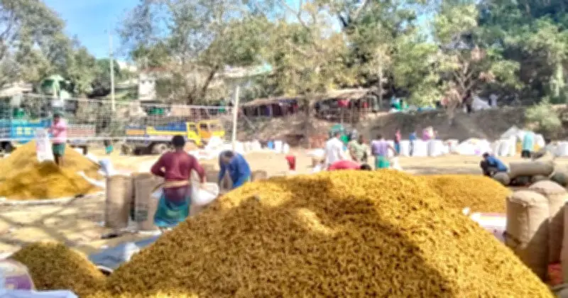 রাঙামাটিতে শুকনো হলুদের দাম প্রায় দ্বিগুণ, চাহিদা দেশজুড়ে