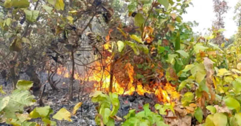 গাজীপুরের গজারি বনে আগুনে ধ্বংস হচ্ছে জীববৈচিত্র্য, বনখেকোদের তৎপরতা