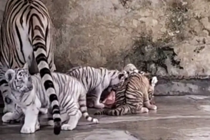 জাতীয় চিড়িয়াখানায় বাঘ দম্পতির চার বাচ্চা, তিনটি সাদা অ্যালবিনো