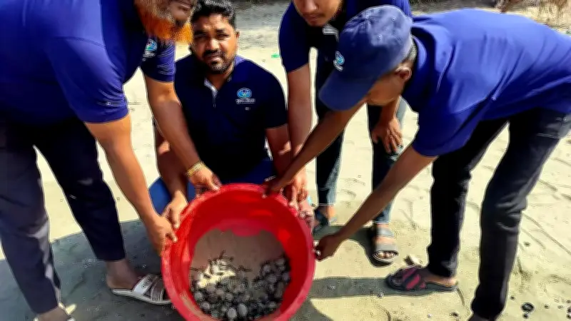 সেন্ট মার্টিনে কাছিমের ডিম পাড়ার সংখ্যা তিন গুণ বৃদ্ধি, হ্যাচারিতে জন্ম নেওয়া ছানা সাগরে অবমুক্ত