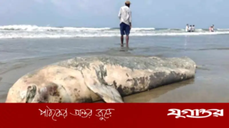 কক্সবাজার সৈকতে ভেসে এলো বিরল ইরাবতি ডলফিনের মৃতদেহ