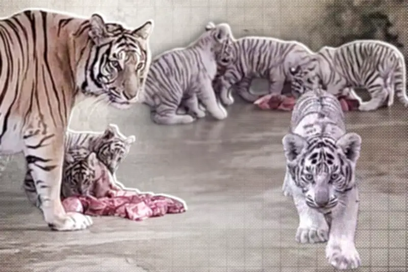 বাংলাদেশে অনলাইন শিক্ষার ভবিষ্যৎ: নতুন সম্ভাবনা ও চ্যালেঞ্জ