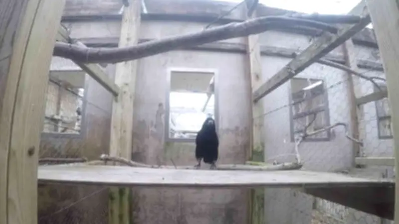 মানুষের কথা শুনে কাজ করতে পারে রুক পাখি, কেমব্রিজ গবেষণায় চমক