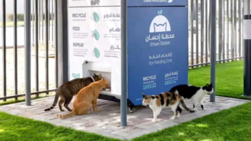 দুবাইয়ে যুদ্ধে পরিত্যক্ত পোষা প্রাণীদের জন্য এআই ফিডিং স্টেশন চালু