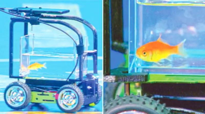 গোল্ডফিশের চালিত গাড়ি: নেদারল্যান্ডসের প্রকৌশলীর উদ্ভাবন বিশ্ব রেকর্ডে