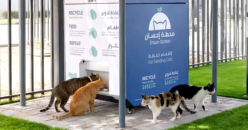 মধ্যপ্রাচ্যে যুদ্ধের প্রভাবে দুবাইয়ে হাজার হাজার পোষা প্রাণী পরিত্যক্ত, আশ্রয়কেন্দ্রগুলোর ওপর চাপ