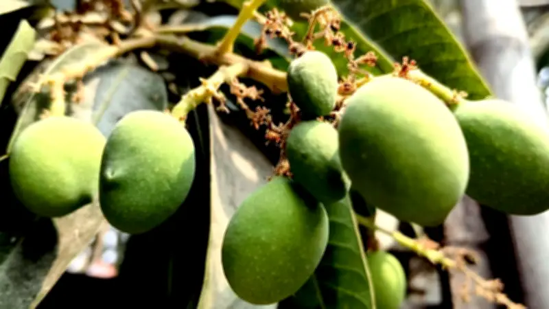 দুবাই বিমানবন্দরে ড্রোন হামলা, ফ্লাইট চলাচল বন্ধ; সরকার স্কুল ভর্তিতে পরীক্ষা পদ্ধতি চায়