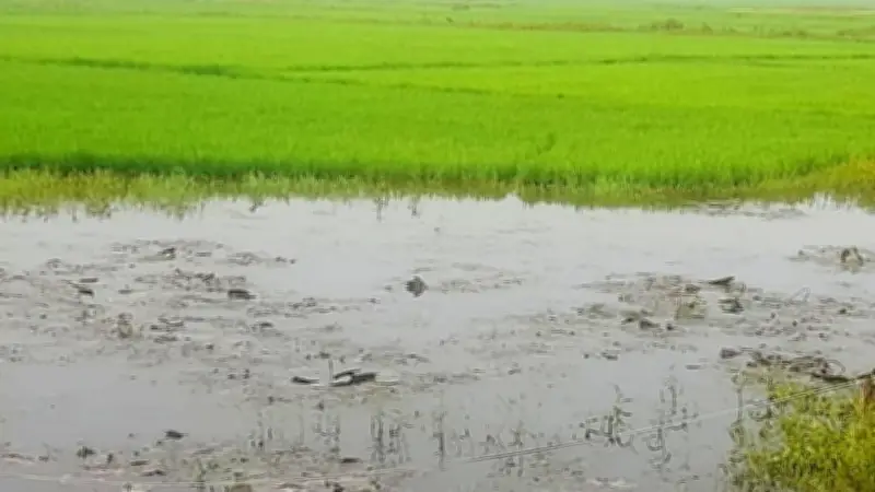 সুনামগঞ্জের বাঁধে জলাবদ্ধতা, নির্বাচনী মামলা ও হৃদরোগ প্রতিরোধে হাঁটার উপকারিতা