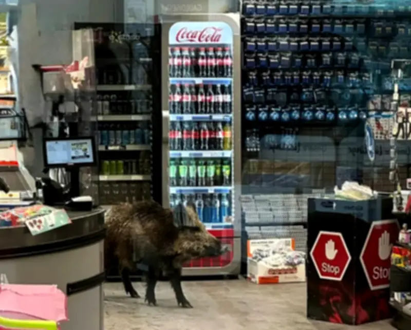 বার্লিনের শপিং মলে বুনো শূকরের তাণ্ডব, পুলিশ ও চিড়িয়াখানা দলের হস্তক্ষেপে সমাধান