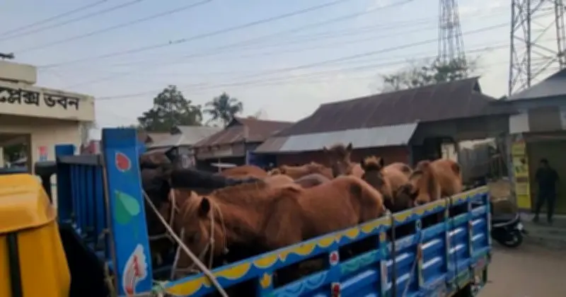 গাজীপুরে ঘোড়া জবাই চক্রের পাঁচ সদস্য আটক, নয়টি জীবিত ঘোড়া জব্দ