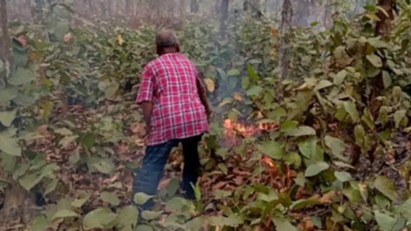 গাজীপুরের ভাওয়াল বনে আগুন নিয়ন্ত্রণে বনকর্মীদের তৎপরতা, স্থানীয়দের সম্পৃক্ততায় জোর