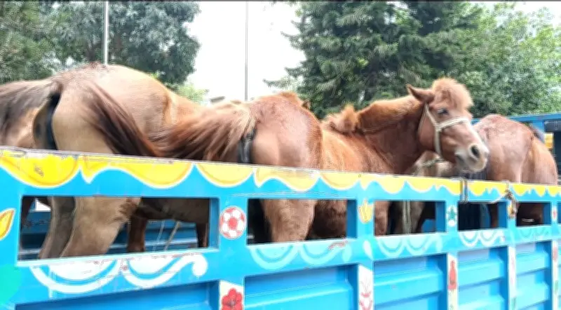 গাজীপুরে ঘোড়া জবাইয়ের চক্র ভেঙে পুলিশের অভিযান, ৯টি ঘোড়া উদ্ধার