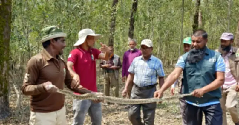 বরগুনার পাথরঘাটায় ৯ ফুট লম্বা অজগর উদ্ধার, সংরক্ষিত বনে অবমুক্ত