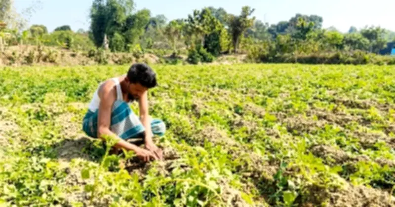 হালদা রক্ষায় তামাক চাষ ছাড়লেও অর্থকষ্টে মানিকছড়ির কৃষকরা, সহায়তার দাবি