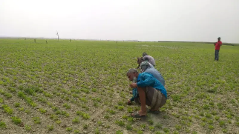 ৪০ বছর পর পদ্মার চরে ফিরেছে সবুজের সমারোহ, বালু তোলার ভয়ে উদ্বিগ্ন কৃষকরা