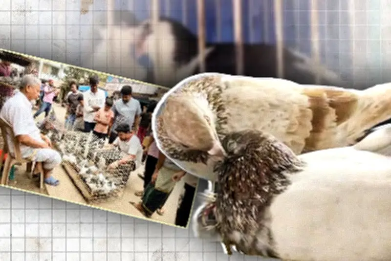 প্রথম আলোর ভিডিও প্রতিবেদন: বাংলাদেশের সাম্প্রতিক ঘটনাবলীর বিশদ বিবরণ