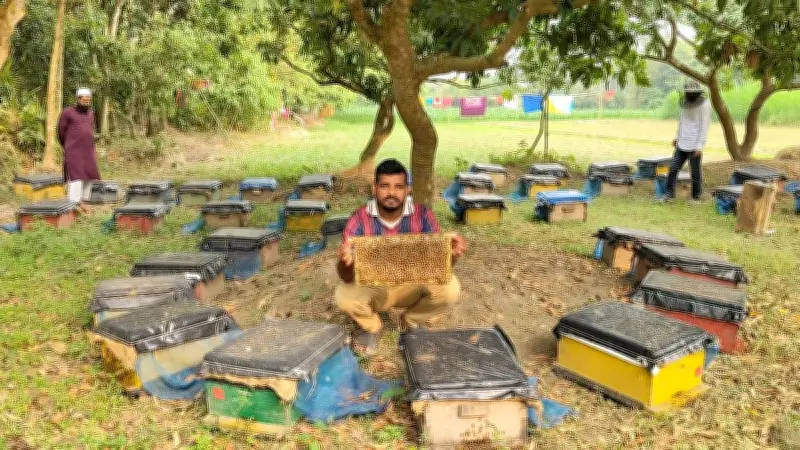 লিচুগ্রামে মৌমাছির ভনভন: মধু সংগ্রহে ব্যস্ত মৌচাষিরা, লিচু ফলনে আশাবাদী কৃষকরা