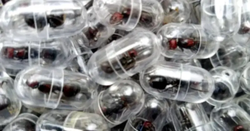 চীনে পাচারের উদ্দেশ্যে কেনিয়া থেকে দুই হাজারের বেশি রানী পিঁপড়া জব্দ, দুই গ্রেফতার