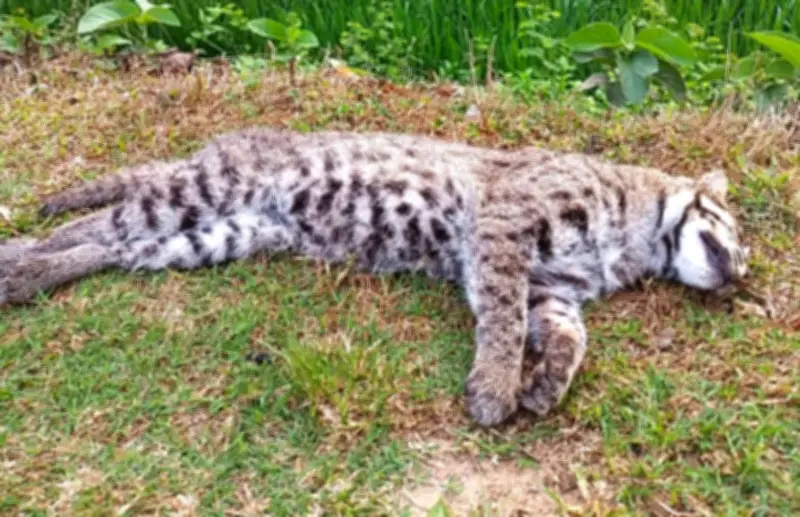 গাজীপুরের বনসংলগ্ন সড়কে মেছো বিড়ালের মৃত্যু, গাড়িচাপায় প্রাণহানির ঘটনা উদ্বেগজনক