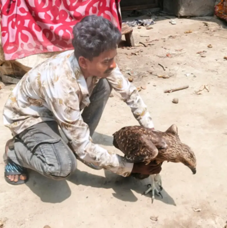 বরগুনায় আহত ঈগলছানার উদ্ধার ও সেবা, কিশোর হৃদয়ের স্নেহে সুস্থ হয়ে উঠছে