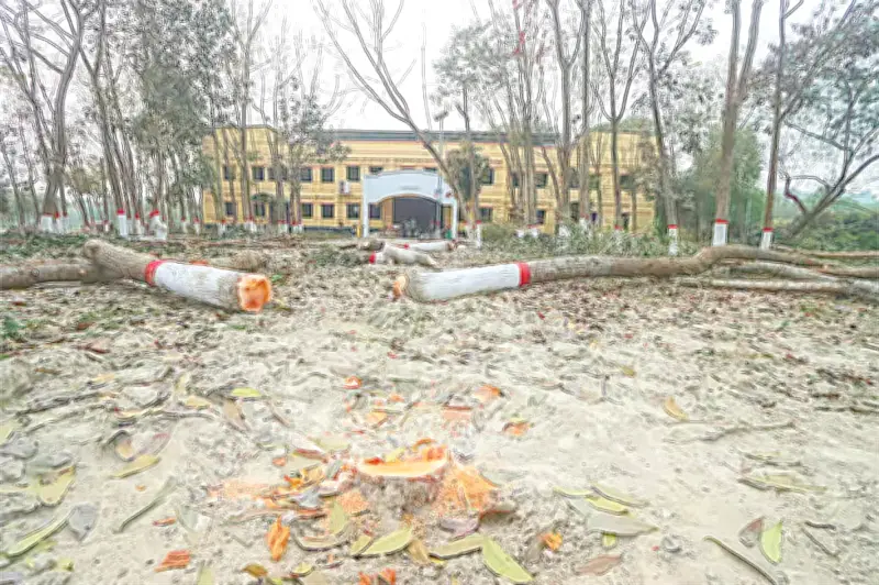 বেগম রোকেয়া বিশ্ববিদ্যালয়ে গাছ কাটার প্রতিবাদ: পরিবেশ রক্ষায় শিক্ষার্থীদের সংগ্রাম