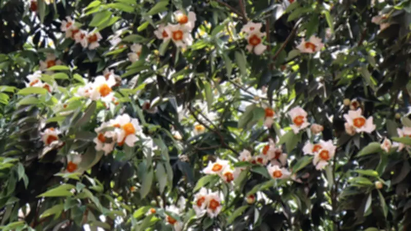 মৌলভীবাজারে নাগেশ্বরের সৌন্দর্যে মুগ্ধ পথচারী, কোর্ট রোডে ফুটেছে অসংখ্য ফুল