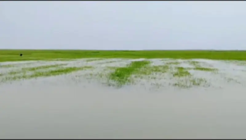 সুনামগঞ্জের হাওরে অতিবৃষ্টি ও জলাবদ্ধতায় কৃষকদের ফসল নিয়ে আতঙ্ক