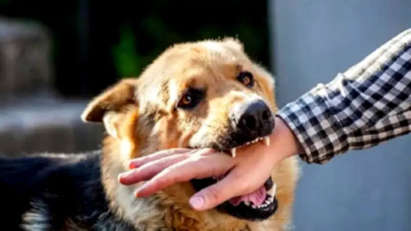 ঈদ উদযাপনে নানা ঘটনা: কুকুরের কামড় থেকে প্রধানমন্ত্রীর কবর জিয়ারত