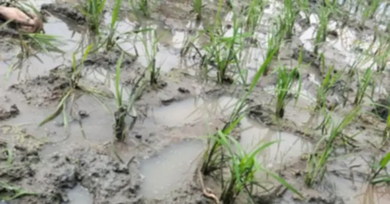 শাহজাদপুরে ঈদ বকশিসের নামে যুবককে ডেকে গলা কেটে হত্যার মর্মান্তিক ঘটনা